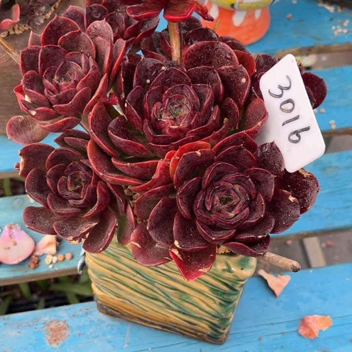 我****3016多肉448887888887778