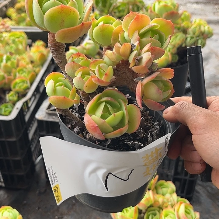 碧桃缀2号多肉植物精品