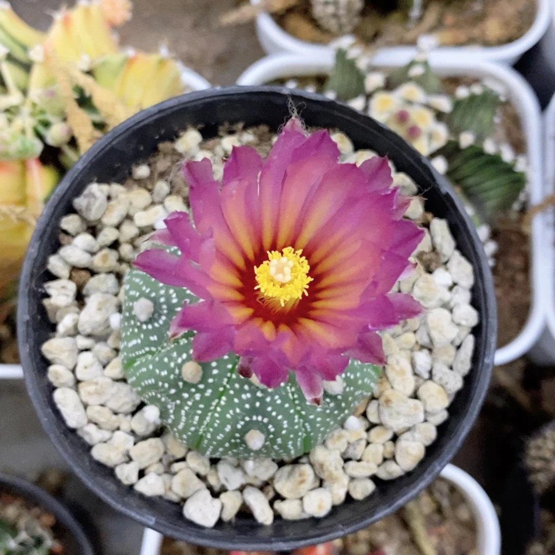 梦***0仙人球的世界里有