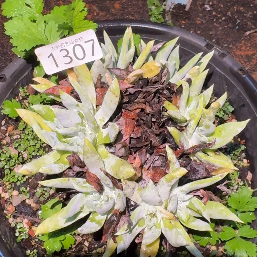 阿金尼仙女杯多肉福利