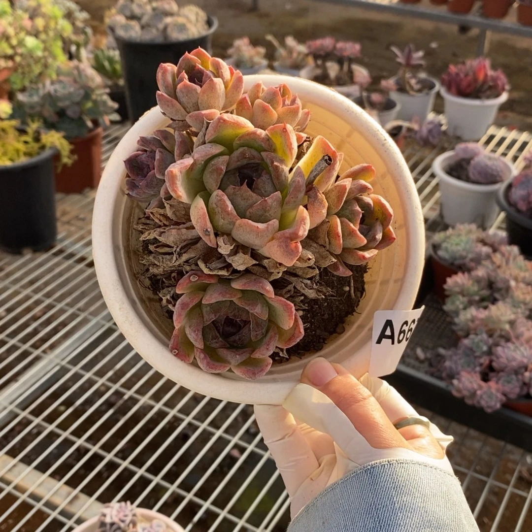 667紫水晶一物一拍