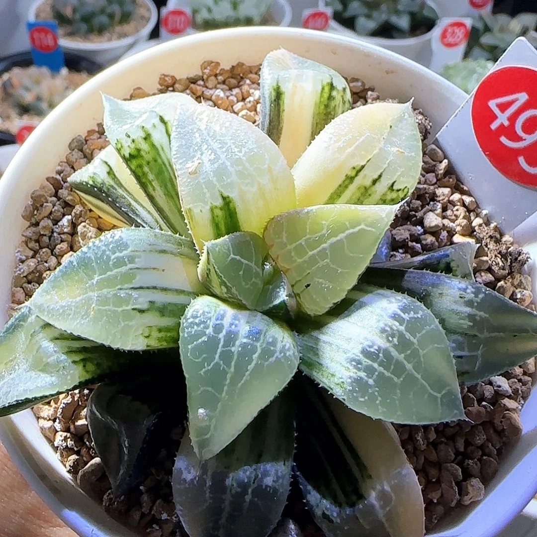 493号实生寿锦一物一拍带盆土