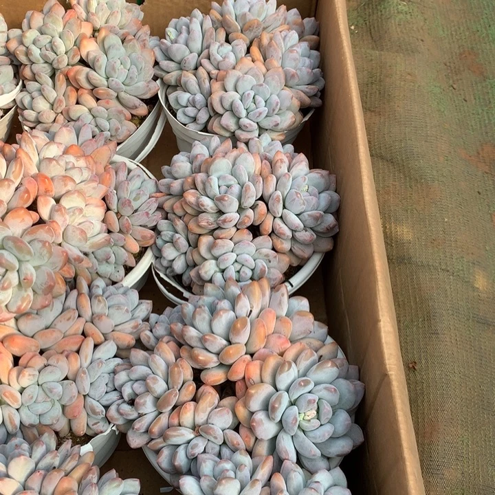 7头起无砍老桩香水大群多肉植物