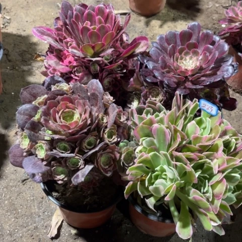 283多肉植物组合