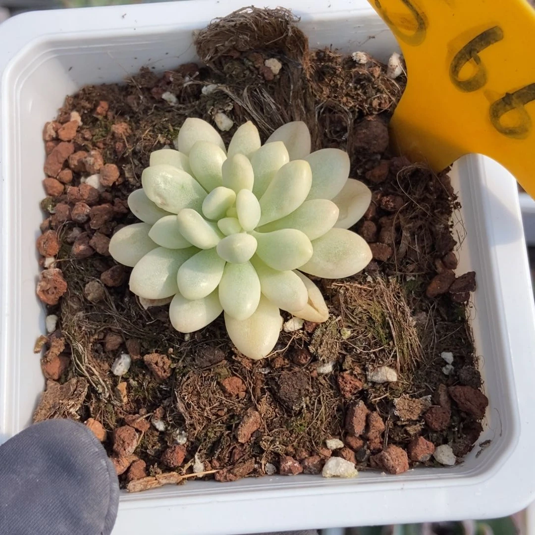 566美人锦多肉植物保护