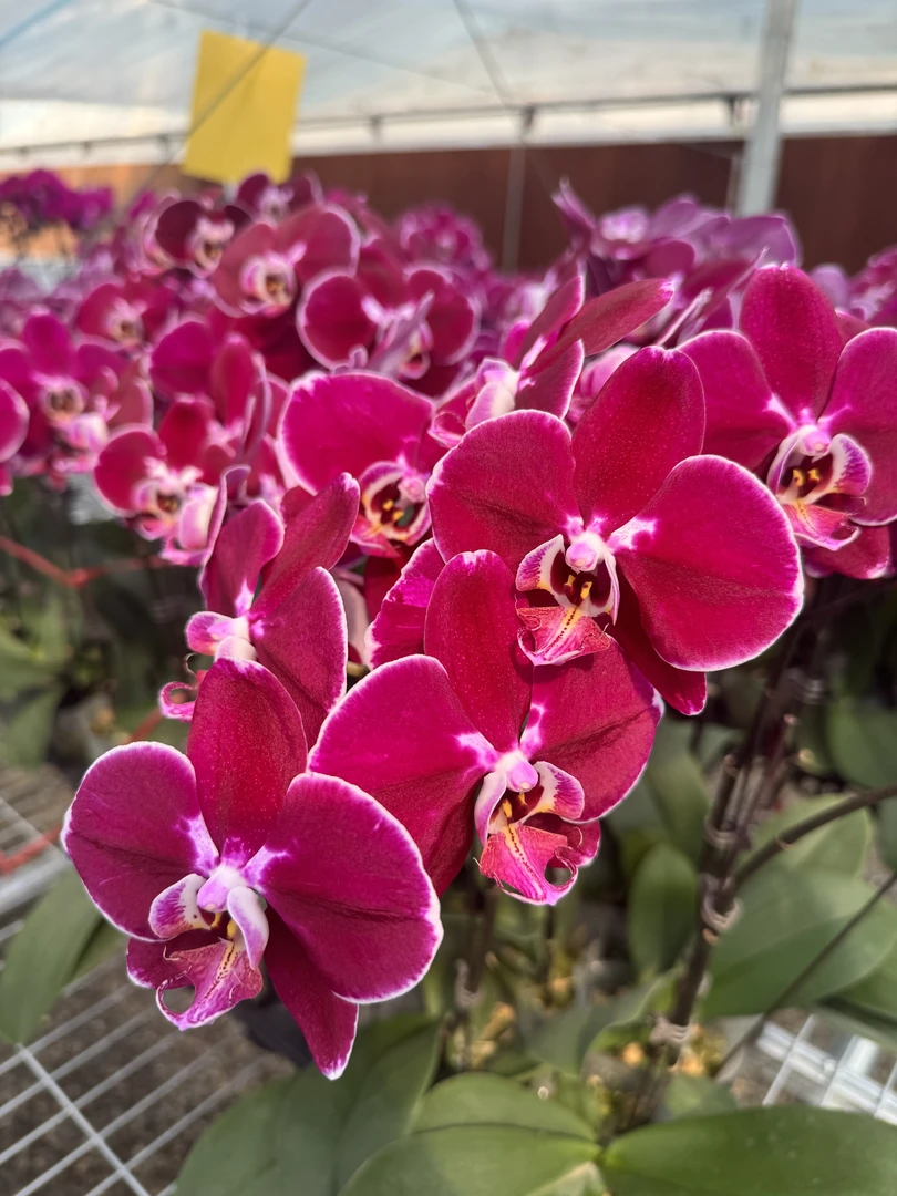 科尔马【3.0寸杯】高档蝴蝶兰鲜花盆栽