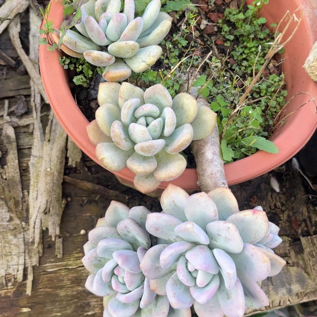 新疆西藏内蒙不包邮，奥普