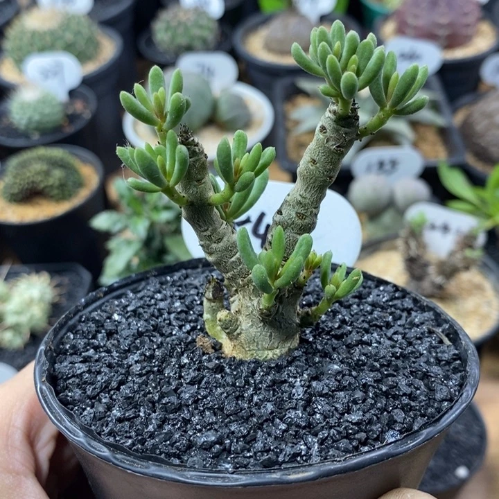 实生诱惑奇峰锦547号高度6.5cm