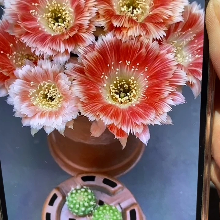 香香羽毛丽花1.5公分左右