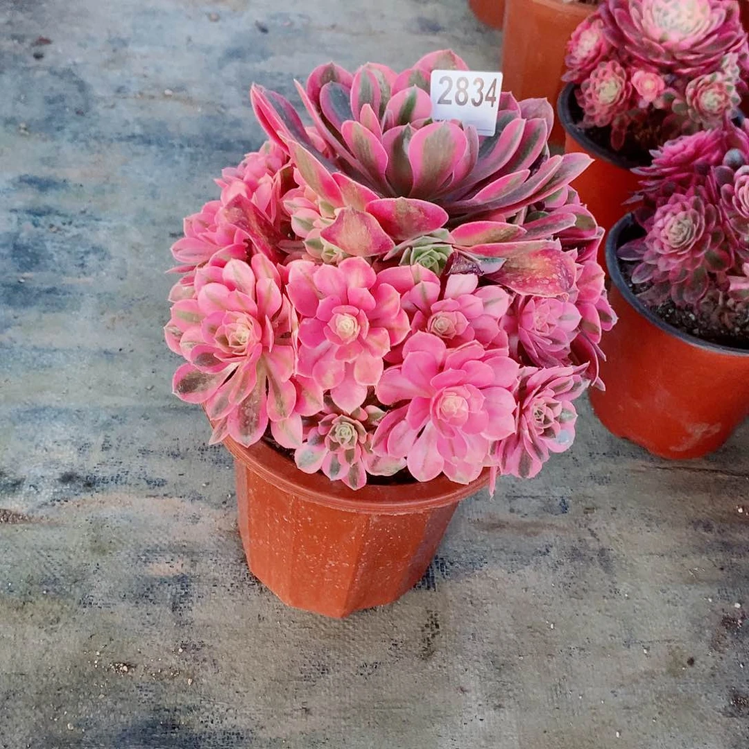 粉女巫2834多肉1111