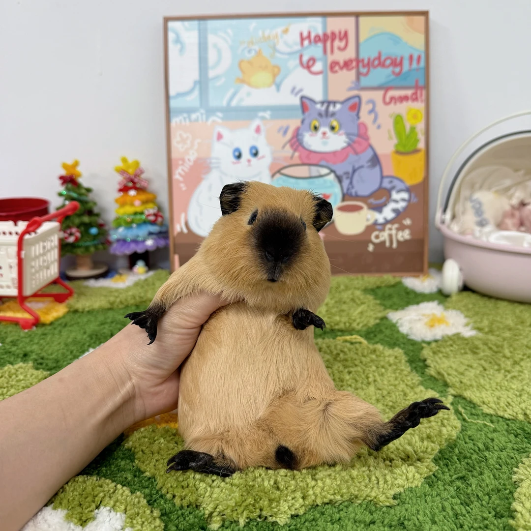 圆润包子脸黄加州妹妹顺丰包邮