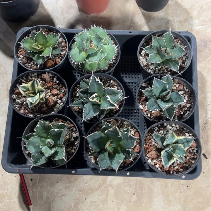 新手福利套餐9个一组