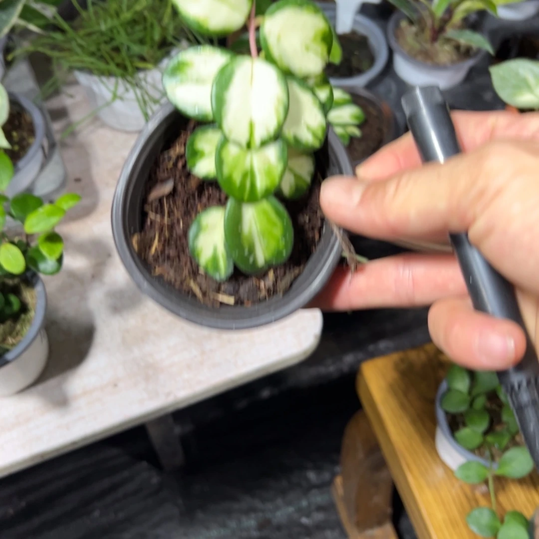 珊***5无花朵杂匍内锦球兰
