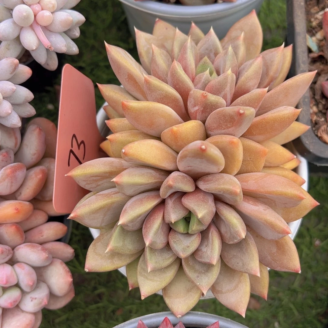 香玉的故事是一个人的故事