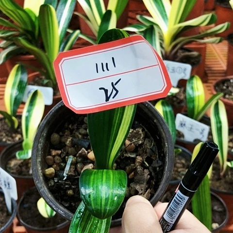 【闪购商品】1**1直播间