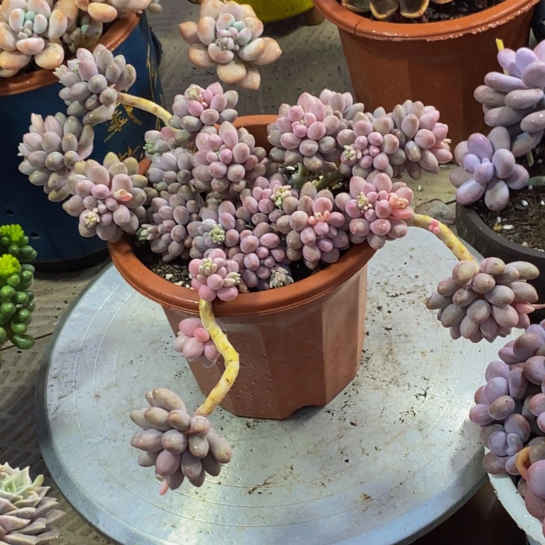 打****觉48包邮一物一拍多肉植物