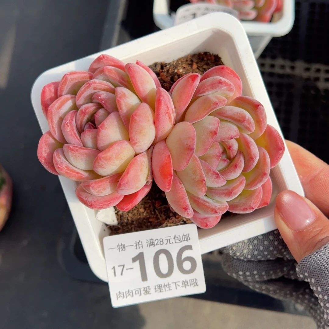 全明星多肉多肉多肉