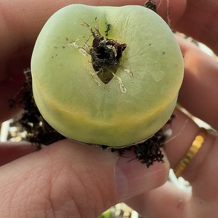 舅*老马生石花哦泡1422