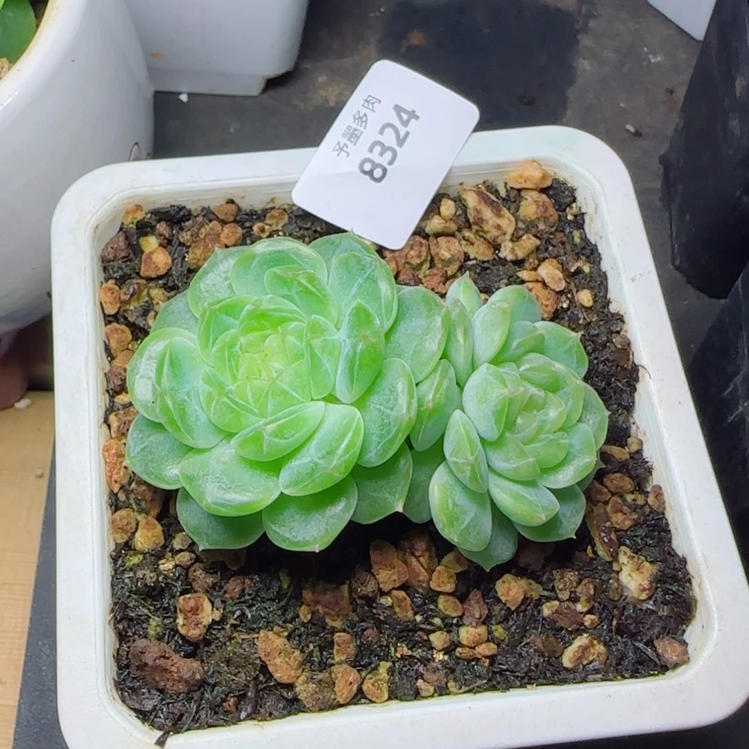 泼天富贵，8324多肉植物