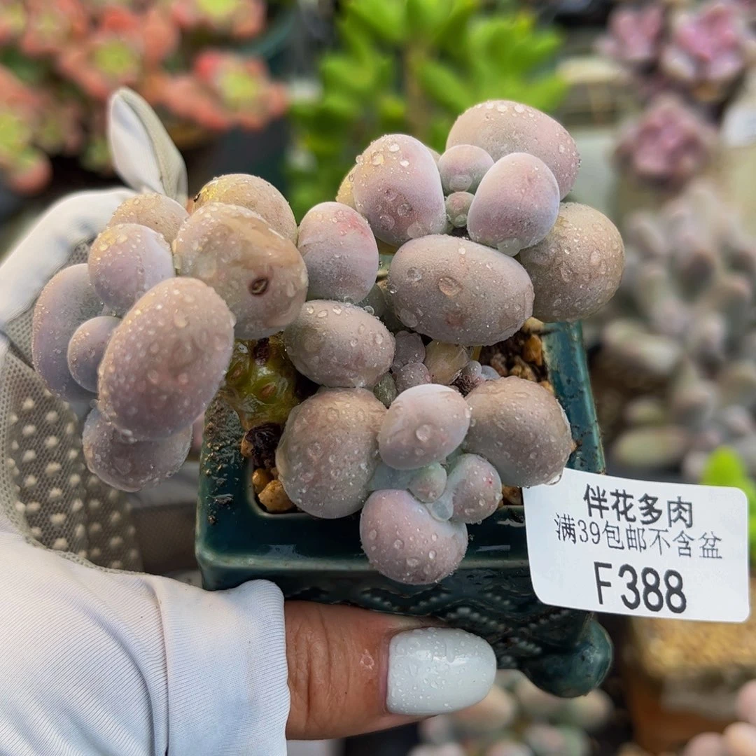388-芭比奶多肉5cm