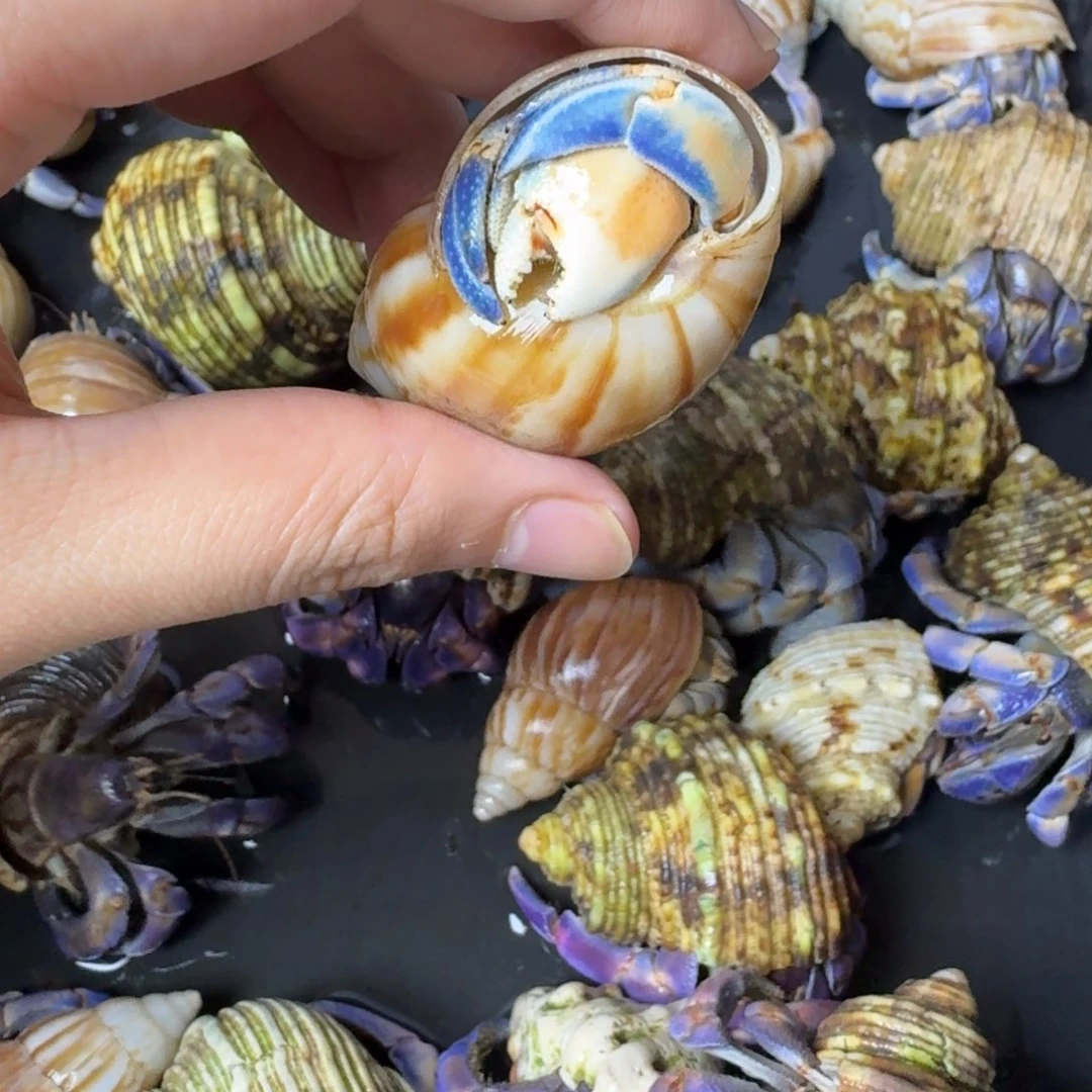 2.7口海盐芝士紫陆
