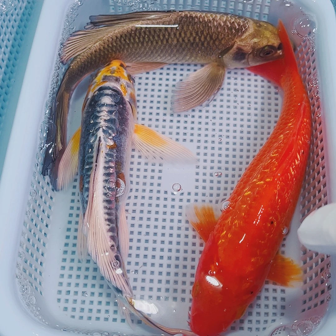 锦鲤锦鲤冷水鱼观赏131