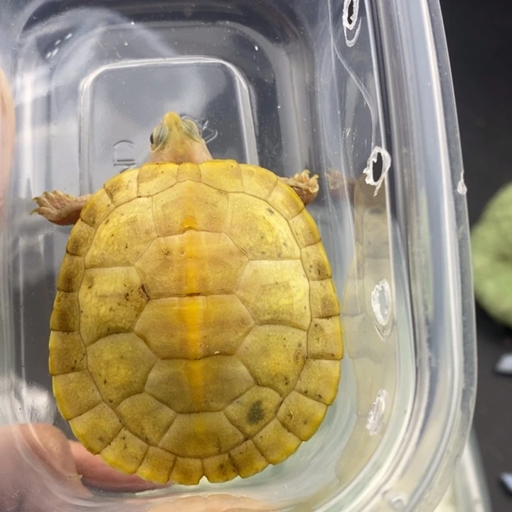 巴西彩龟母66666666