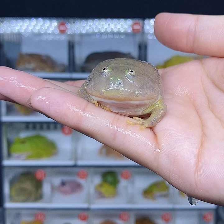 特价秒杀现货特价c