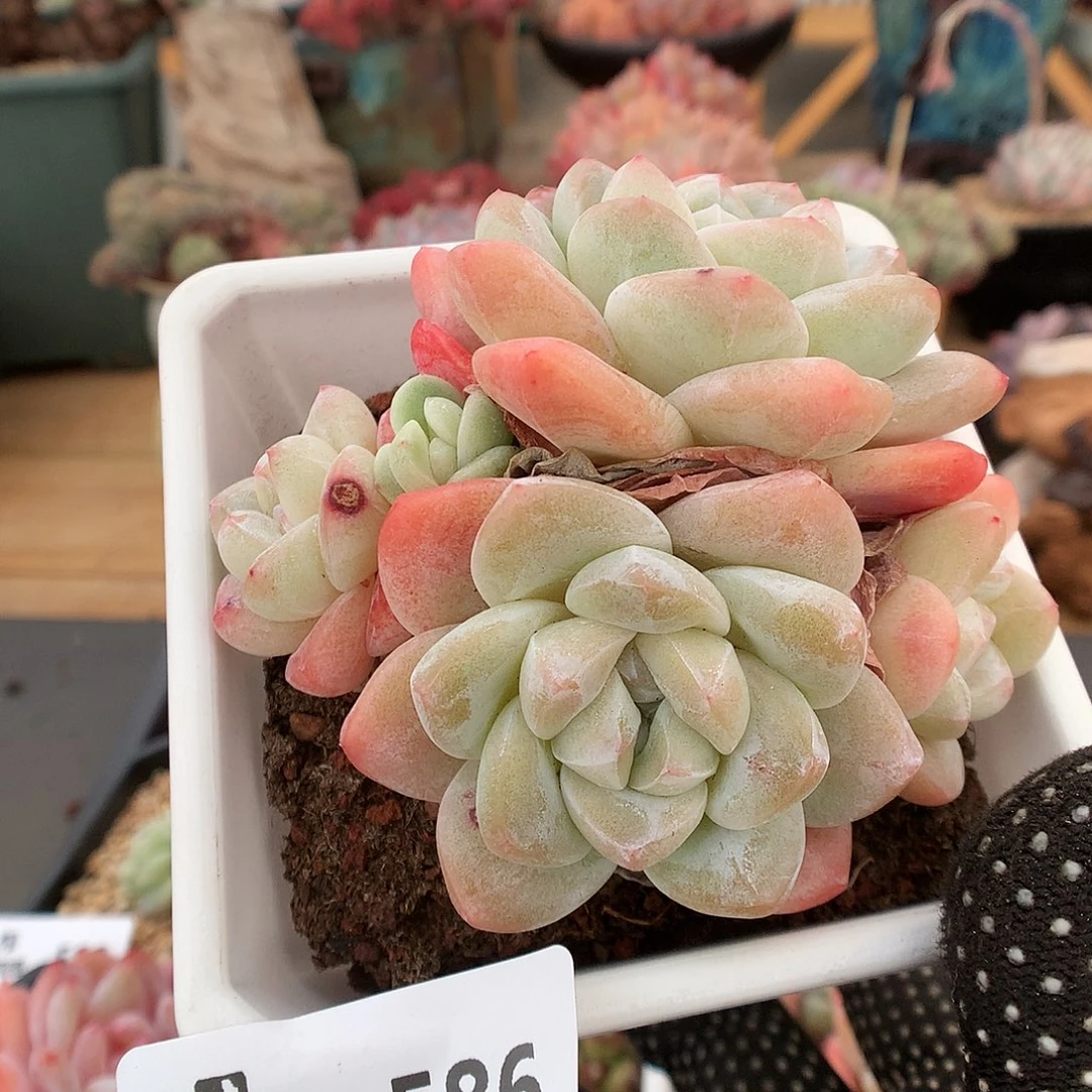 586冰玉多肉植物3333