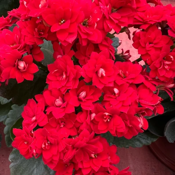 长寿花园～【喜庆】大花红色稀有品种