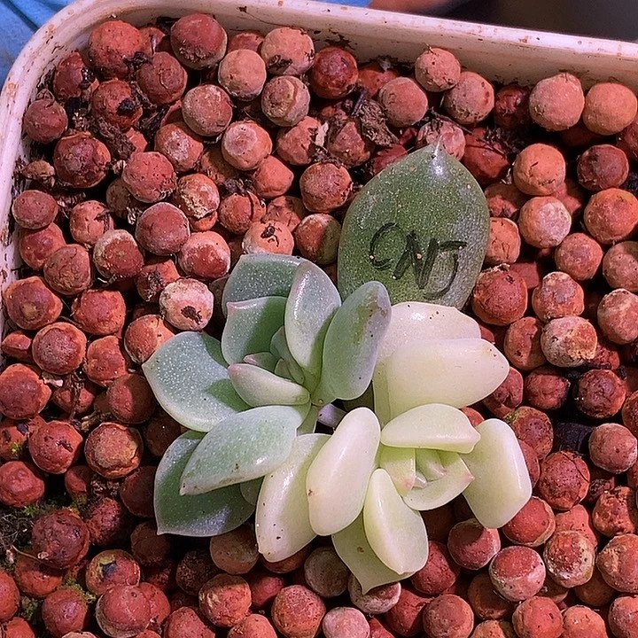 超奶锦多肉植物多肉