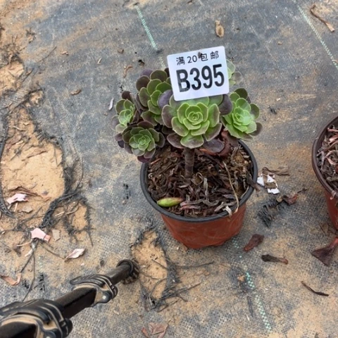 395玫瑰不包断枝