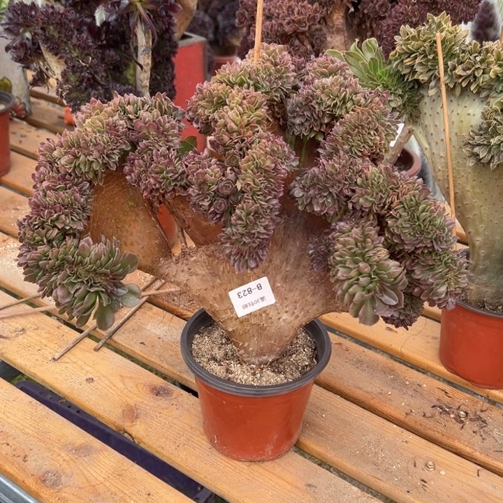 823 万圣节缀宽34 公分带瑕疵不售后