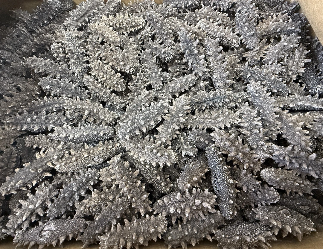 深海底播淡干海参无添加高品质送礼佳品