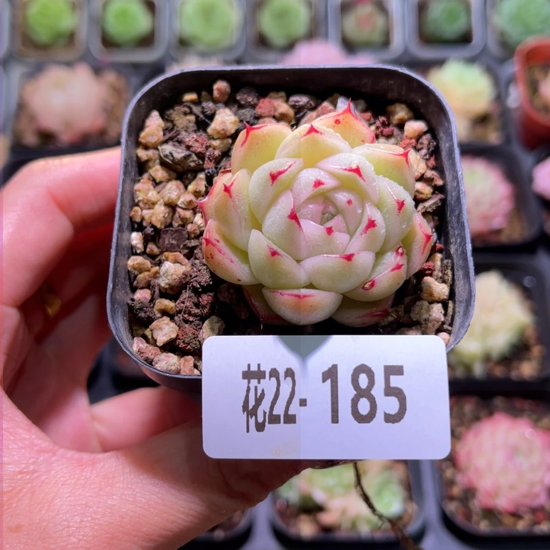 花利美22-185麦秆