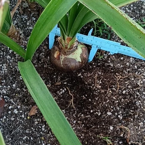 无花朵汤姆8+发一个