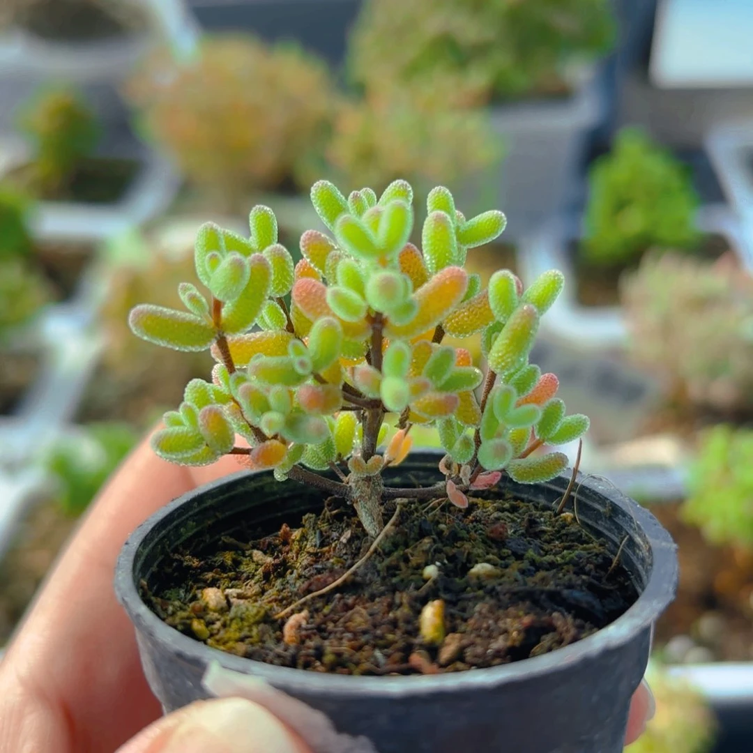 实生蜜叶糖球828。