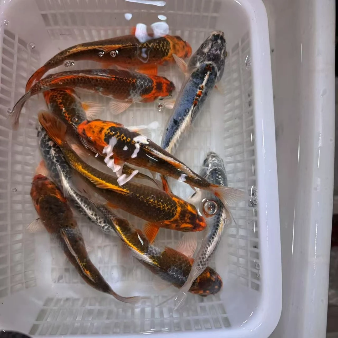 【5条装】13-18金松银松龙系锦鲤混搭包邮活体好养锦鲤