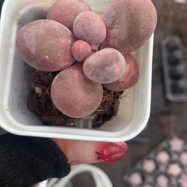 糖果奶  （不满9.99发空盆冷地区不拍保温扣3.9多肉）