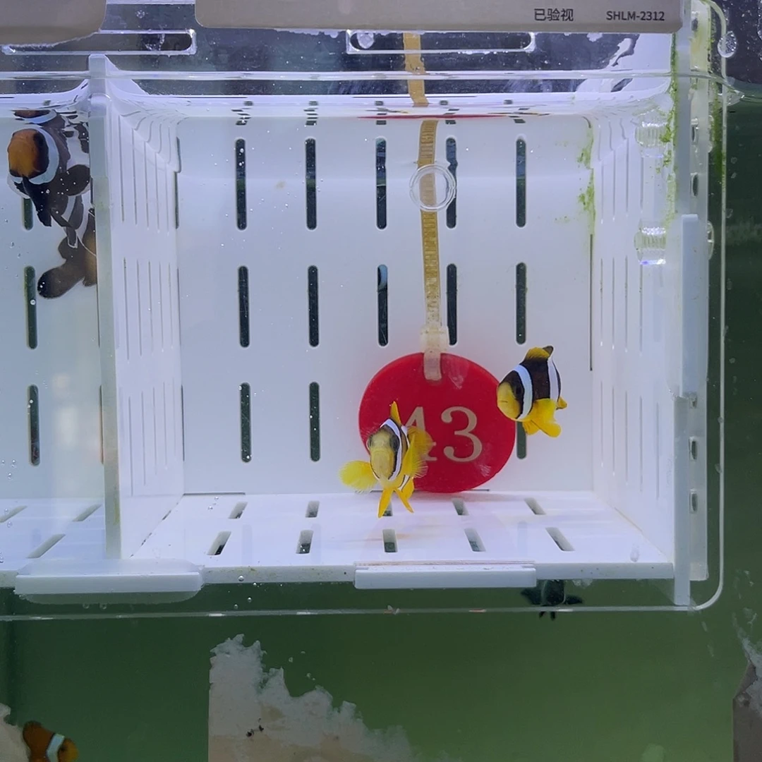 海水鱼人工金双待