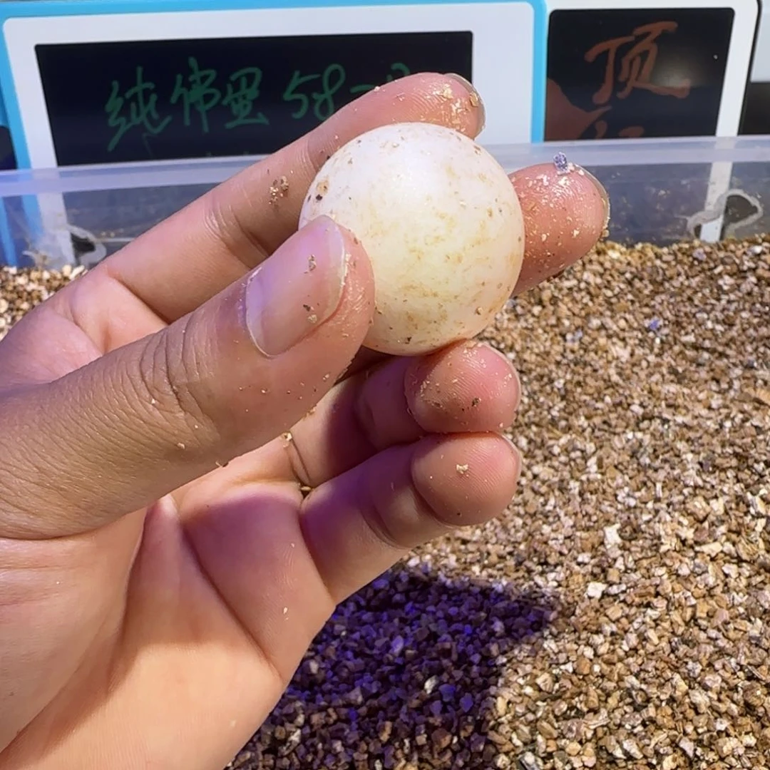 公母搭配绿毛龟，