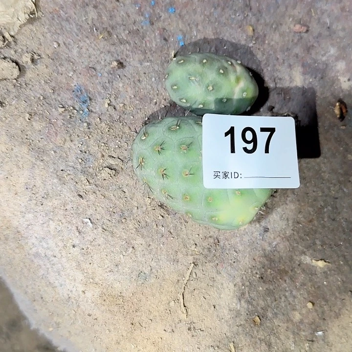 月球坑侧芽197习志野