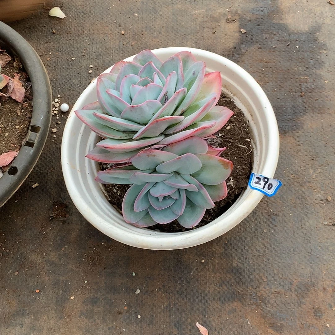 一物一拍290布鲁蓝