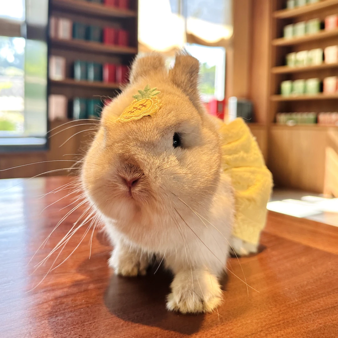 大山兔舍·小兔幼兔饲养食谱幼兔小兔零食
