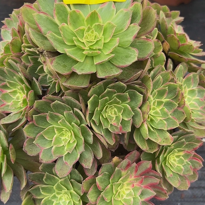 多肉植物福利643个