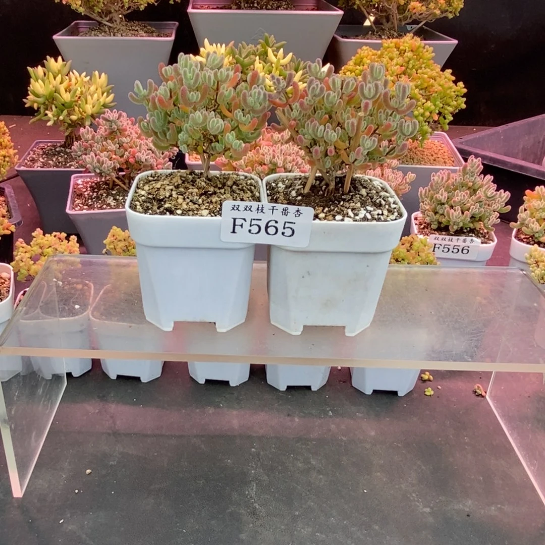 静***心565实生冰晶。   两。