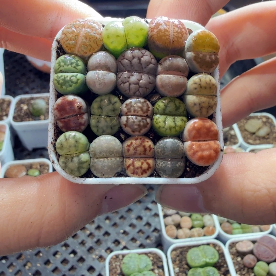 多肉植物的生长发育和生长150