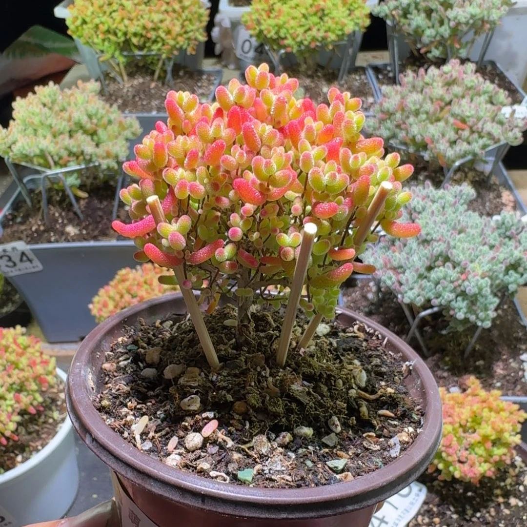 枝干番杏蜜桔糖球447