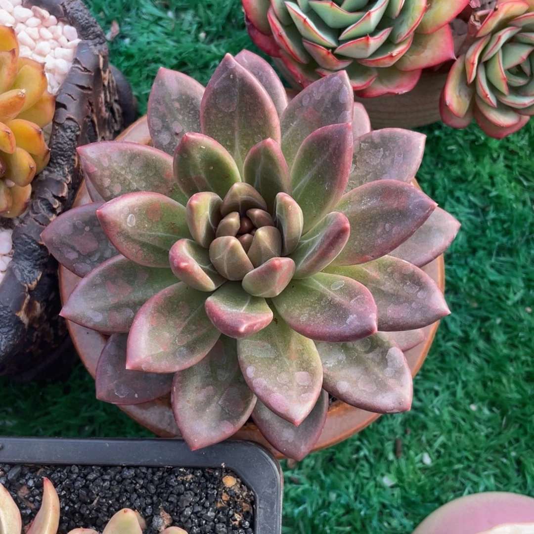 迷雾泡泡多肉植物盆