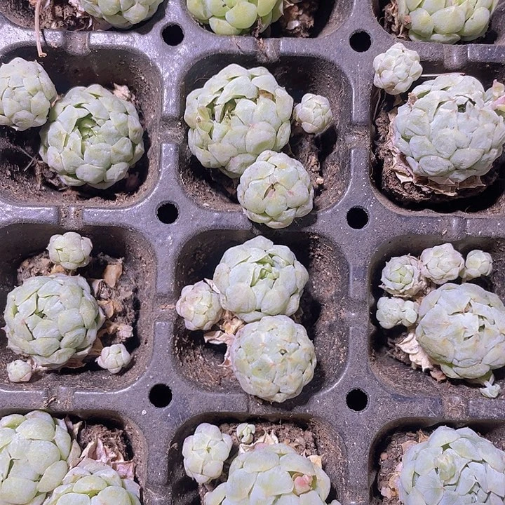 91精品羊脂球2颗一组